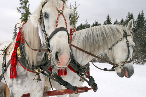 Dwa białe konie z saniami w trakcie przejażdżki zimą
